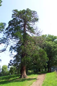 PARC DU CHÂTEAU DE LA GUIGNARDIÈRE