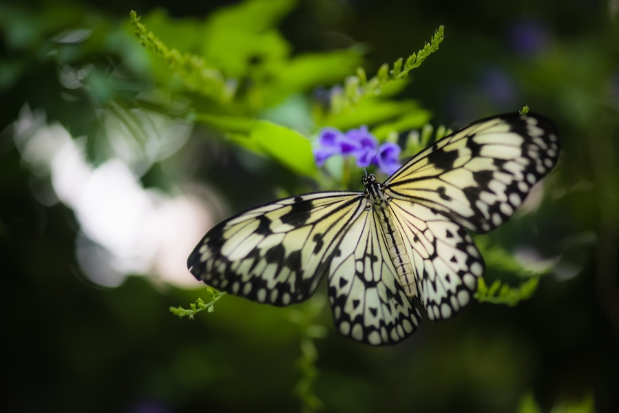 Le Tropique du Papillon