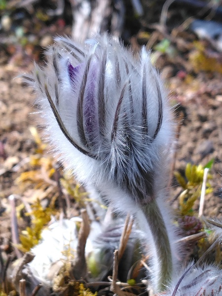 Jardin botanique alpin de la Jaÿsinia