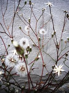 Jardin des Cordeliers