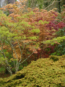 PARC BOTANIQUE DE CORNOUAILLE