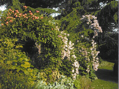 JARDIN DE LUSSEAU