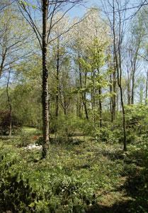 Arboretum du Chêne-Vert