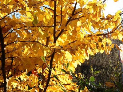 PARC-ARBORETUM de LA BARTHE