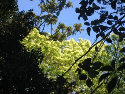 ARBORETUM VILMORIN