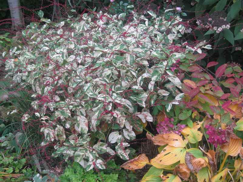 JARDIN SOUS LES CÔTES