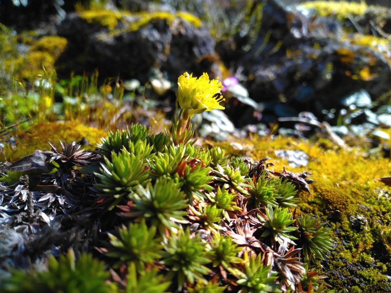 Jardin botanique alpin de la Jaÿsinia