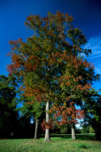 PARC DU CHÂTEAU DU MARTREIL