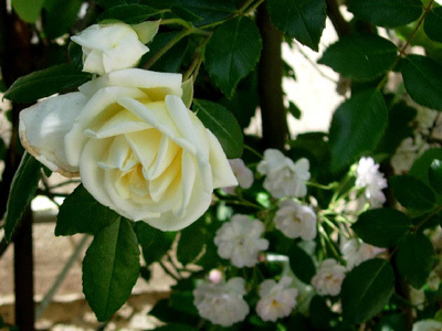 JARDIN DES VIGNES DU CHÂTEAU NAIRAC