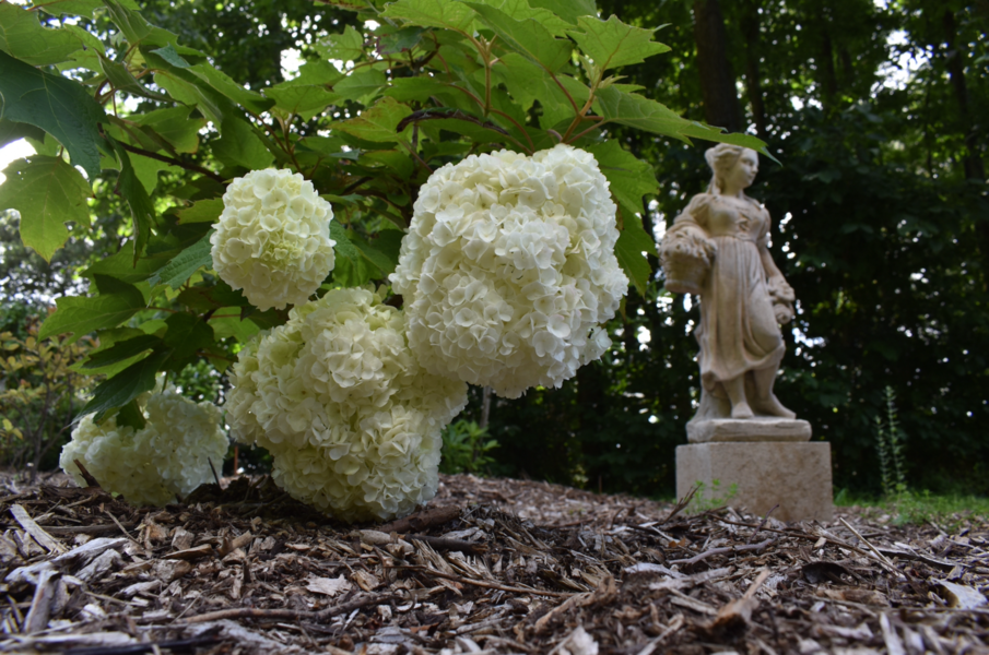 Parc du Château de la Droitière