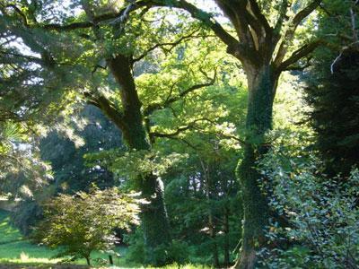 ARBORETUM DU CHATEAU DE NEUVIC D'USSEL