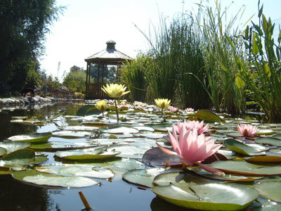 LES JARDINS AQUATIQUES