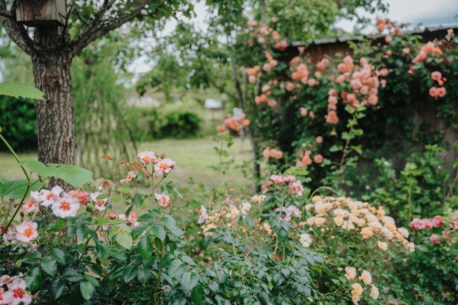Jardin-verger Conservatoire