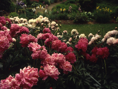 JARDIN DE LA TORTUE