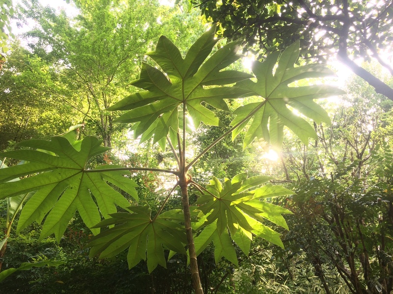 JARDIN LES BAMBOUS DE PLANBUISSON