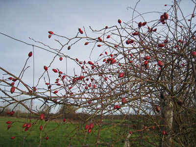 Le Jardin des Merlettes