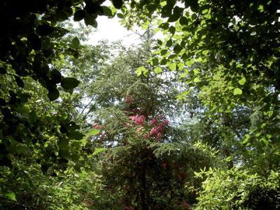 Arboretum du Chêne-Vert