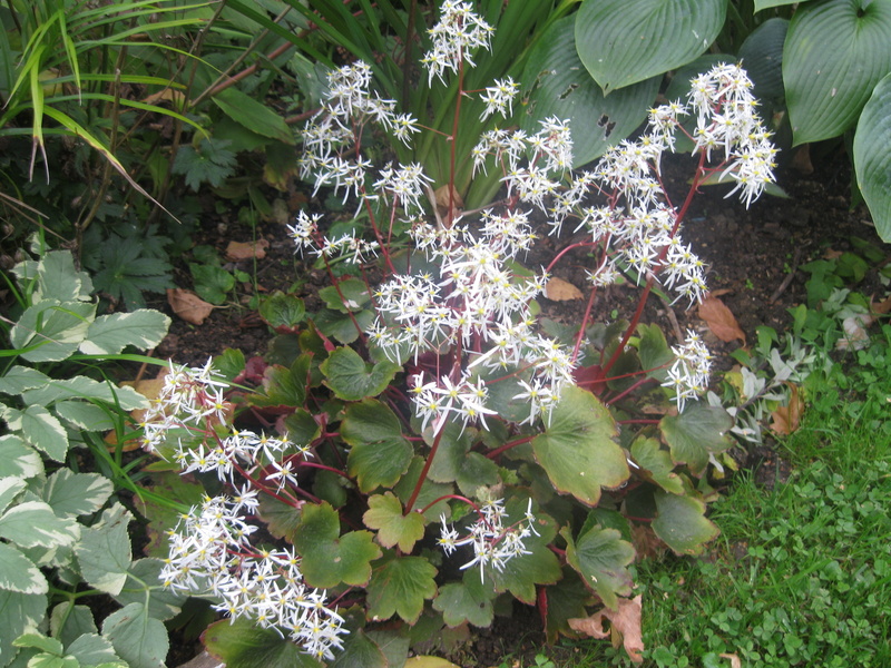 JARDIN SOUS LES CÔTES