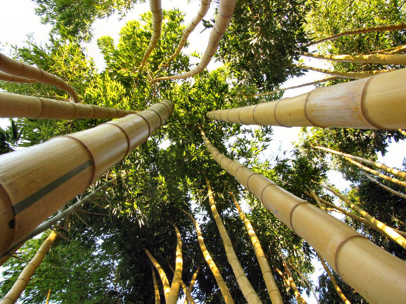 JARDIN LES BAMBOUS DE PLANBUISSON