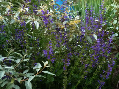 Le Jardin de l'Abbaye