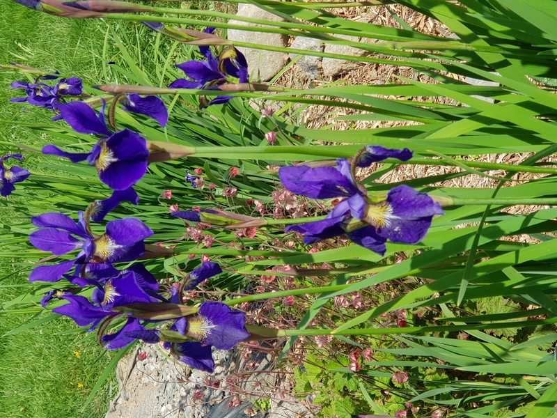 JARDIN POUR LA TERRE