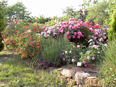 JARDIN DE L'ABBAYE DE VALSAINTES