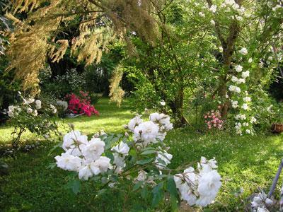 Au jardin de Montfleuri