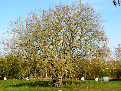 Parc Botanique de Breil de Foin