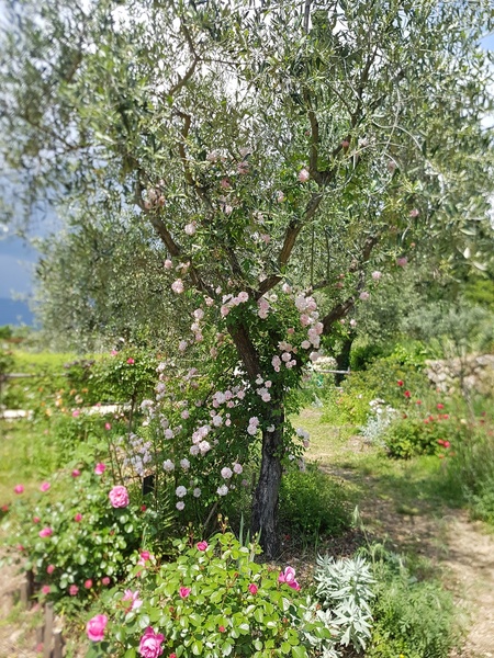 LES JARDINS DU MUSÉE INTERNATIONAL DE LA PARFUMERIE