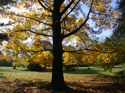 ARBORETUM ROBERT RUFFIER LANCHE