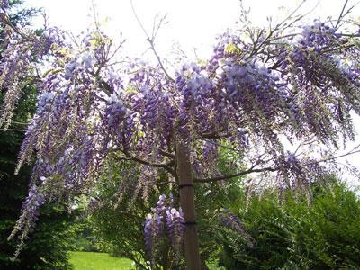 Le jardin Chantepleure