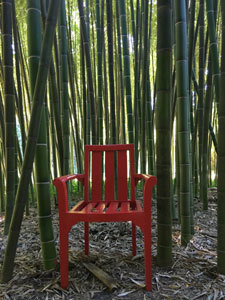 Bambous en Provence
