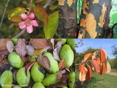 ARBORETUM NATIONAL DES BARRES