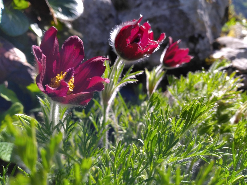 Jardin botanique alpin de la Jaÿsinia