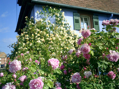 LE JARDIN DE LA FORGE BLEUE