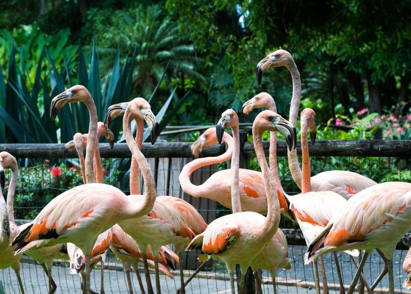 JARDIN BOTANIQUE DE DESHAIES