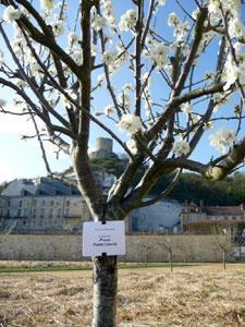 Potager-Fruitier du Château de La Roche-Guyon