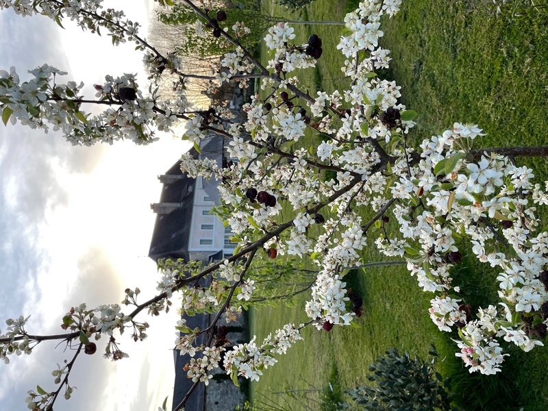 Jardin du Château de Mesplès