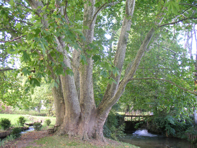 PARC ET JARDINS DU CHÂTEAU DE VENDEUVRE