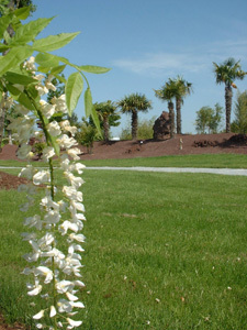 ARBORETUM JEAN-HUCHET