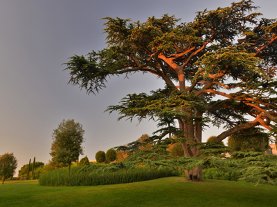 JARDIN DU CHÂTEAU ROYAL D'AMBOISE