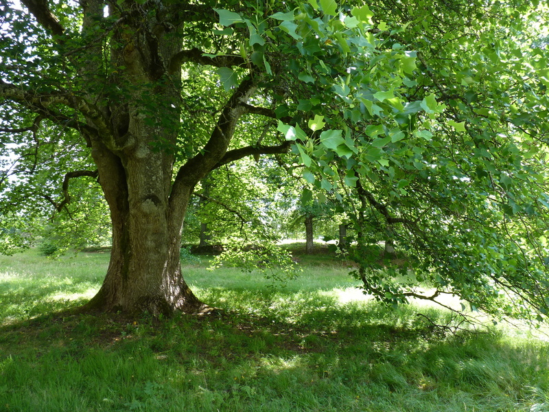 ARBORETUM DU CHATEAU DE NEUVIC D'USSEL