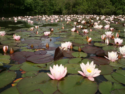 ARBORETUM DE LA MARTINIÈRE