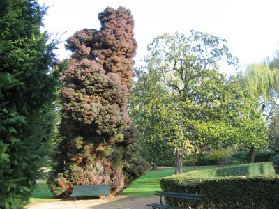 JARDIN DES PLANTES