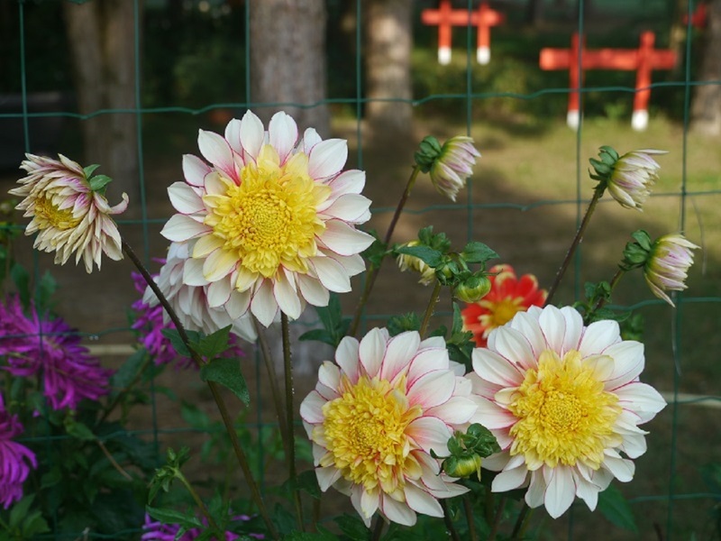 LE JARDIN DE MIREILLE EN TOURAINE ANGEVINE