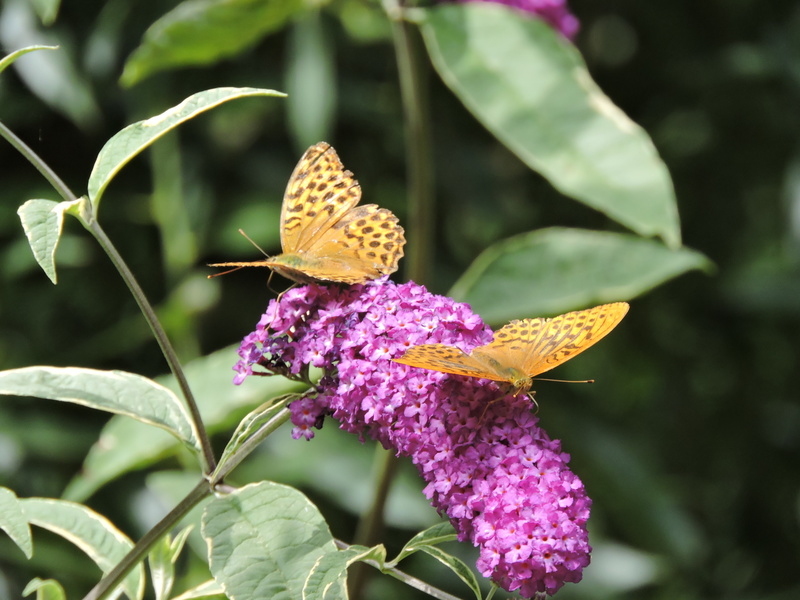 Jardin "Le Quenti"