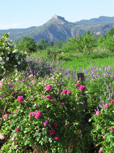 Roseraie des Pommiers