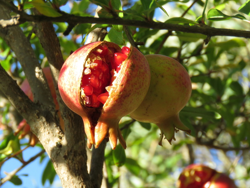 Jardin des Buis