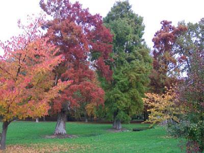 Arboretum de Segrez