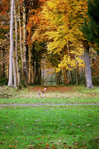 PARC DU CHÂTEAU DU MARTREIL